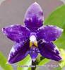 Phal. Lioulin Blue Parrot WJ Eagle